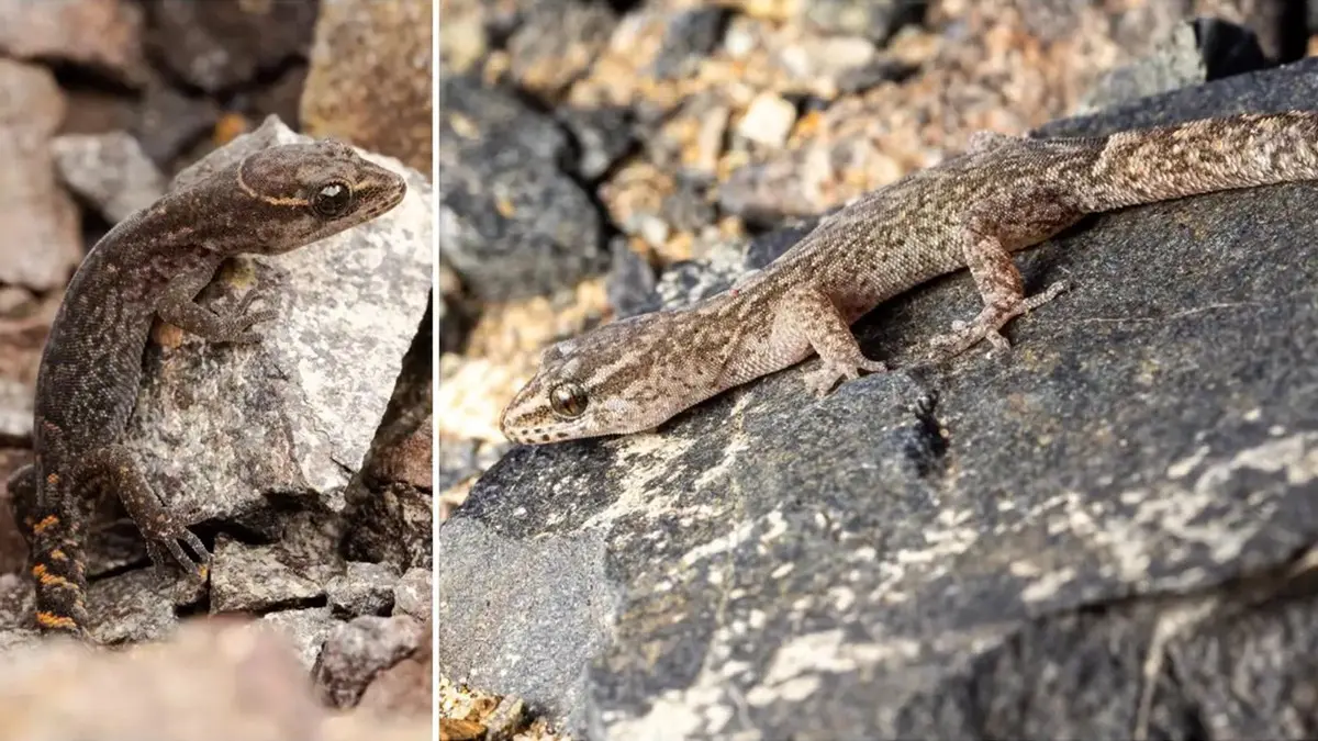 浙商证券证交所 地球上最干沙漠惊现壁虎！基因研究：或存在11个物种